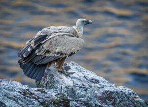 Gåsegrib. Monfragüe forår 2025