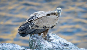 Gåsegrib. Monfragüe forår 2025