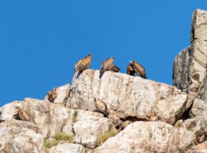 Gåsegrib. Monfragüe forår 2025