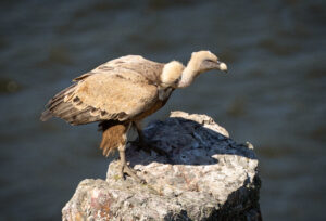 Gåsegrib. Monfragüe forår 2025