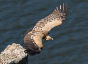 Gåsegrib. Monfragüe forår 2025