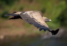 Gåsegrib. Monfragüe forår 2025