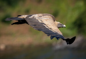Gåsegrib. Monfragüe forår 2025