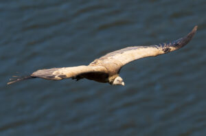 Gåsegrib. Monfragüe forår 2025
