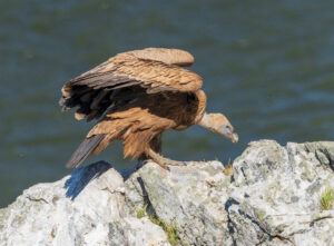 Gåsegrib. Monfragüe forår 2025