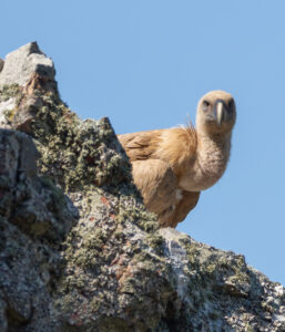 Gåsegrib. Monfragüe forår 2025