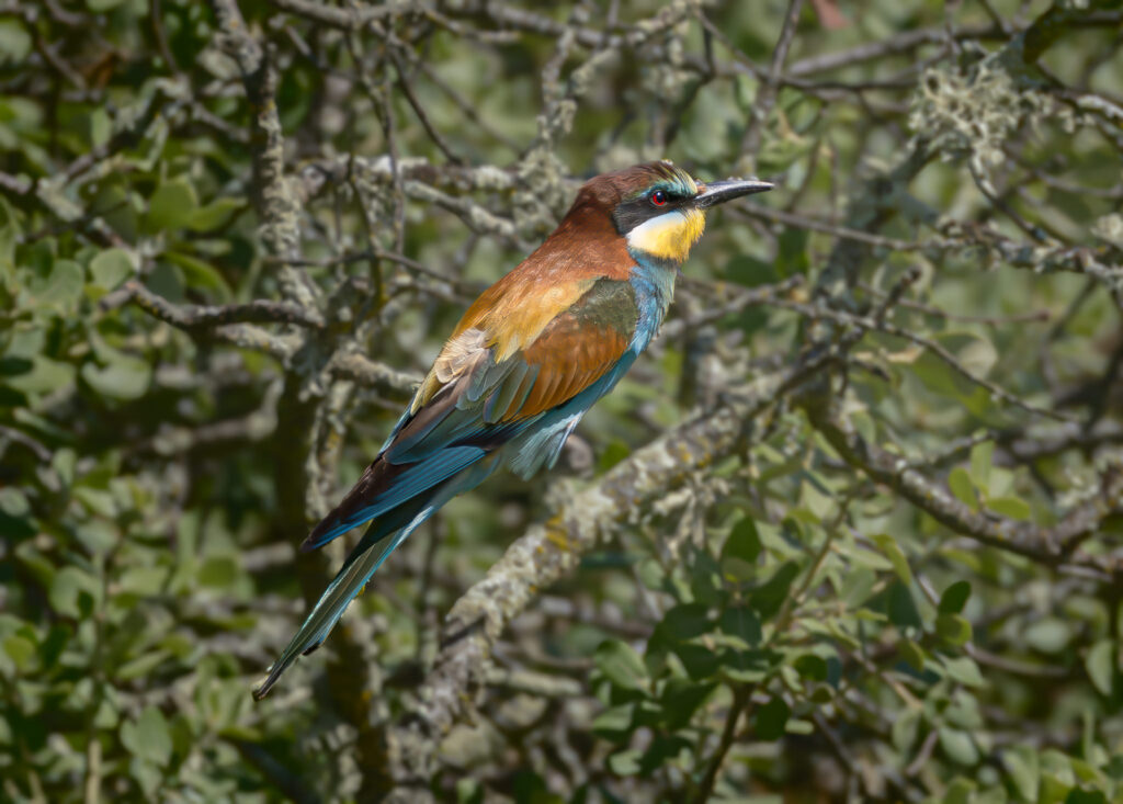 Biæder. Extremadura forår 2025