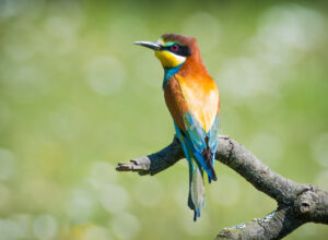 Biæder. Extremadura forår 2025