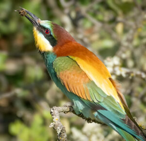 Biæder. Extremadura forår 2025