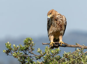 Spansk Kejserørn – Hide La Cañada de Monfragüe maj 2025