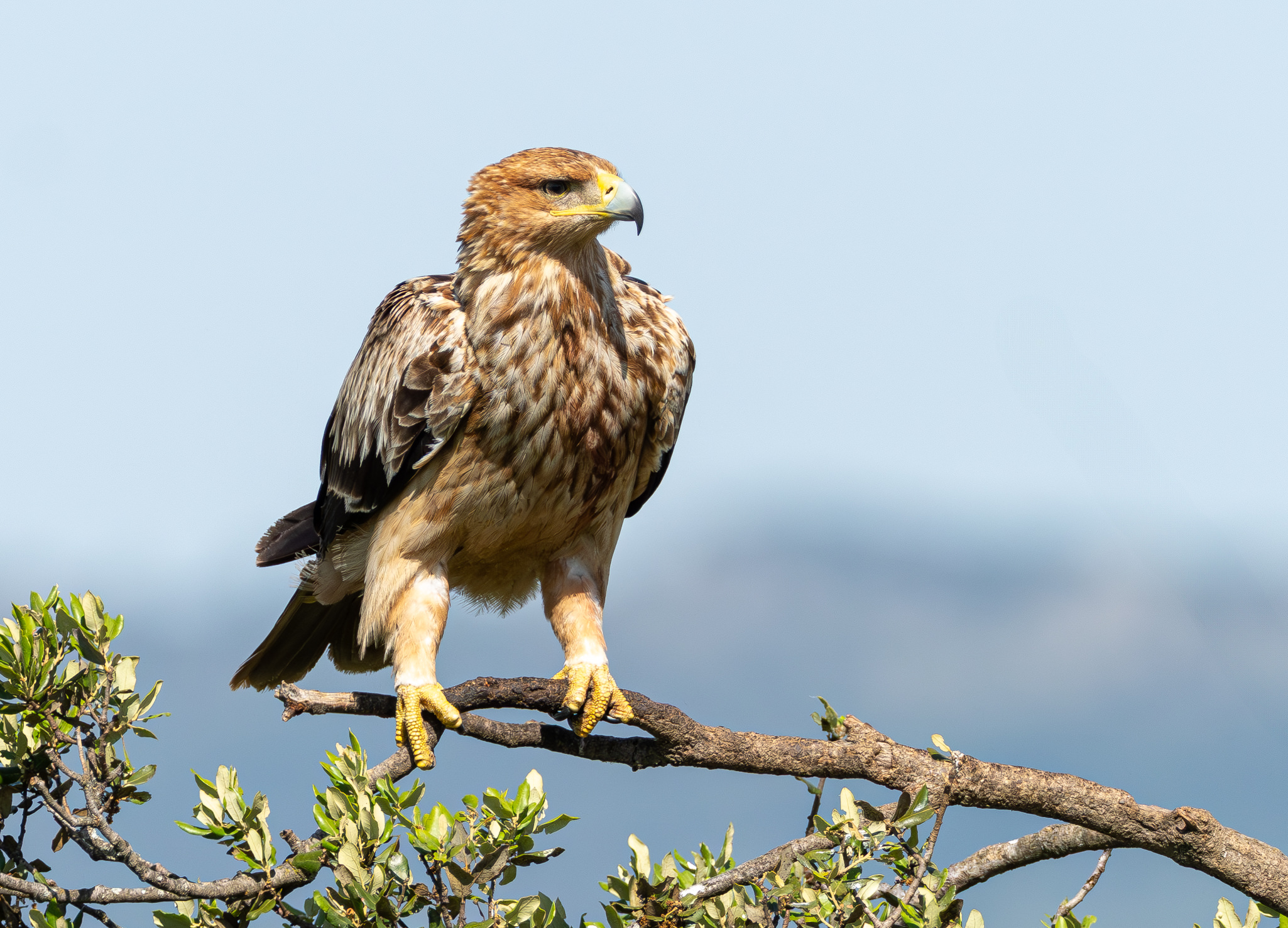 Spansk Kejserørn – Hide La Cañada de Monfragüe maj 2025