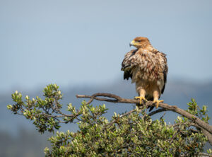 Spansk Kejserørn – Hide La Cañada de Monfragüe maj 2025