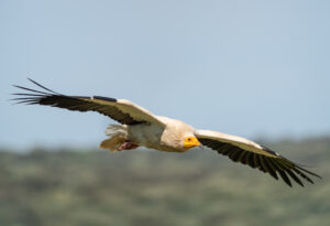 Ådselgrib – Hide La Cañada de Monfragüe maj 2025