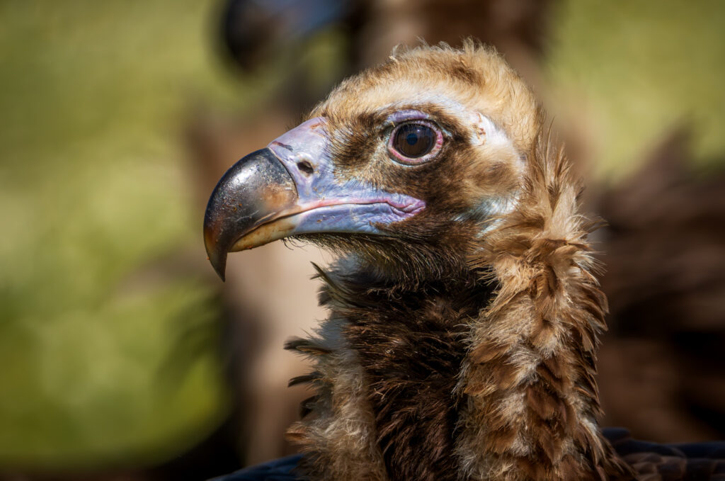 Munkrgrib. Hide La Cañada, Monfragüe  forår 2025