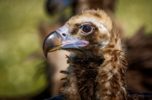 Munkrgrib. Hide La Cañada, Monfragüe  forår 2025