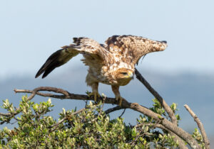 Spansk Kejserørn – Hide La Cañada de Monfragüe maj 2025