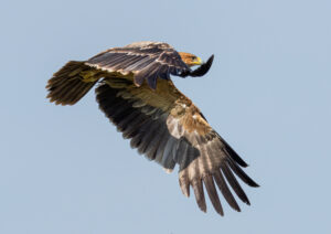 Spansk Kejserørn – Hide La Cañada de Monfragüe maj 2025