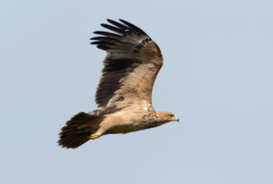 Spansk Kejserørn – Hide La Cañada de Monfragüe maj 2025