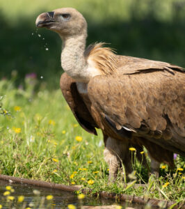 Gåsegrib. Hide La Cañada forår 2025