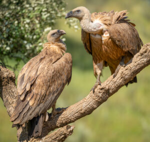 Gåsegrib. Hide La Cañada forår 2025