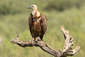Gåsegrib. Hide La Cañada forår 2025