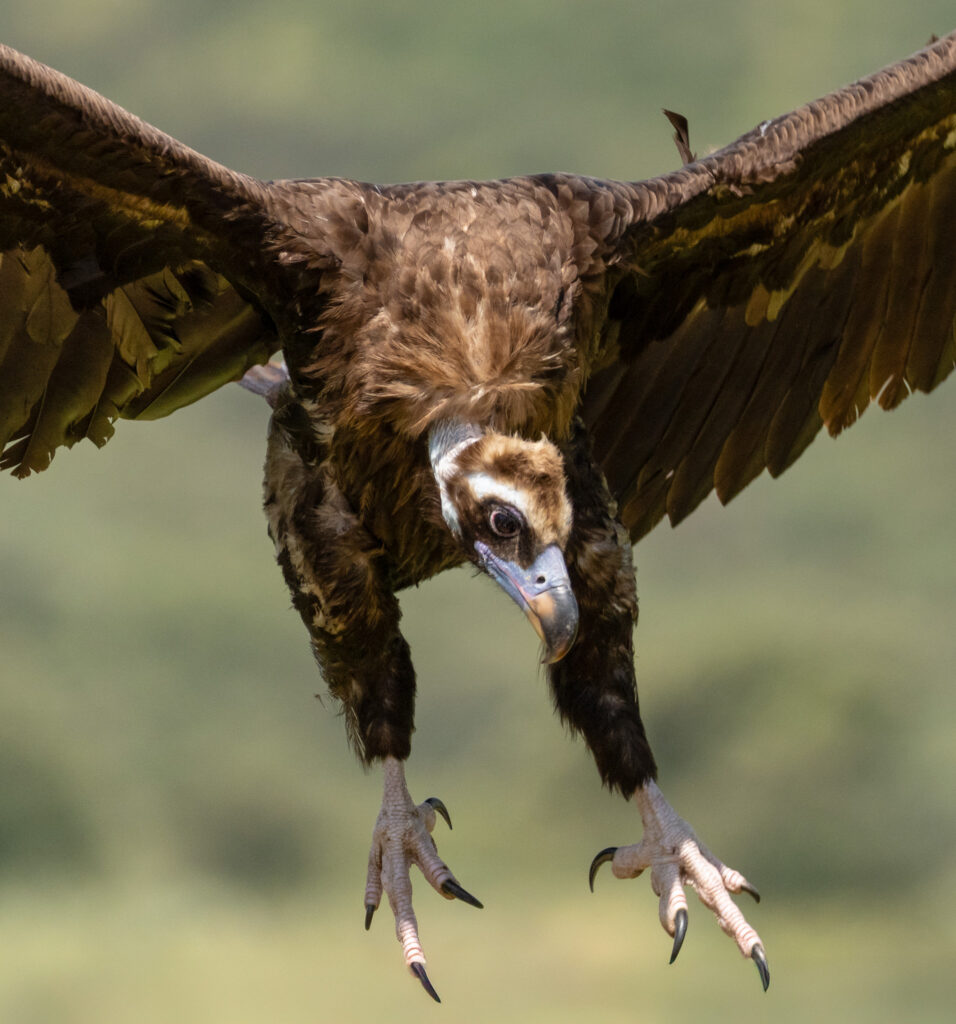 Munkrgrib. Hide La Cañada, Monfragüe  forår 2025