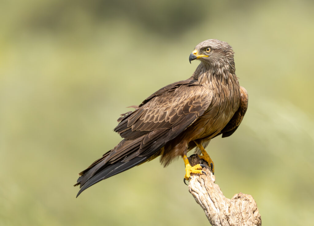 Sort Glente. Hide La Cañada, Monfragüe  forår 2025