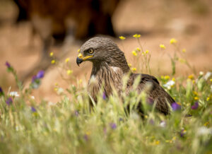 Sort Glente. Hide La Cañada, Monfragüe  forår 2025