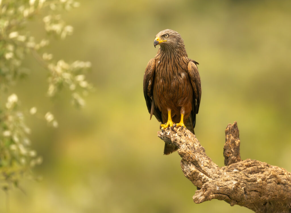 Sort Glente. Hide La Cañada, Monfragüe  forår 2025