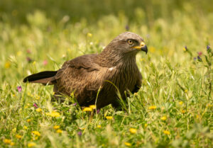 Sort Glente. Hide La Cañada, Monfragüe  forår 2025