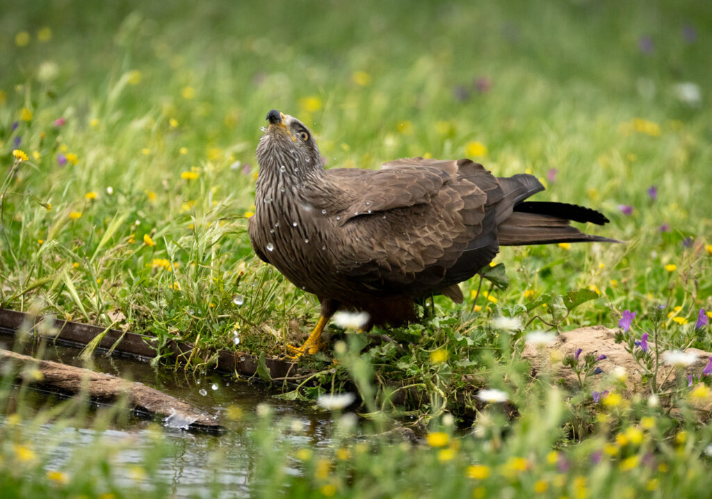 Sort Glente. Hide La Cañada, Monfragüe  forår 2025