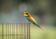 Biæder. Extremadura forår 2025