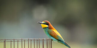 Biæder. Extremadura forår 2025