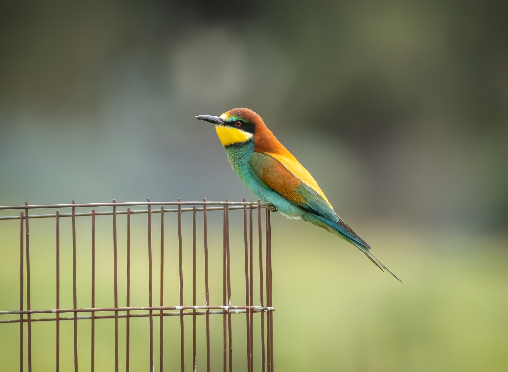 Biæder. Extremadura forår 2025