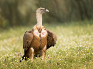 Gåsegrib. Hide La Cañada forår 2025