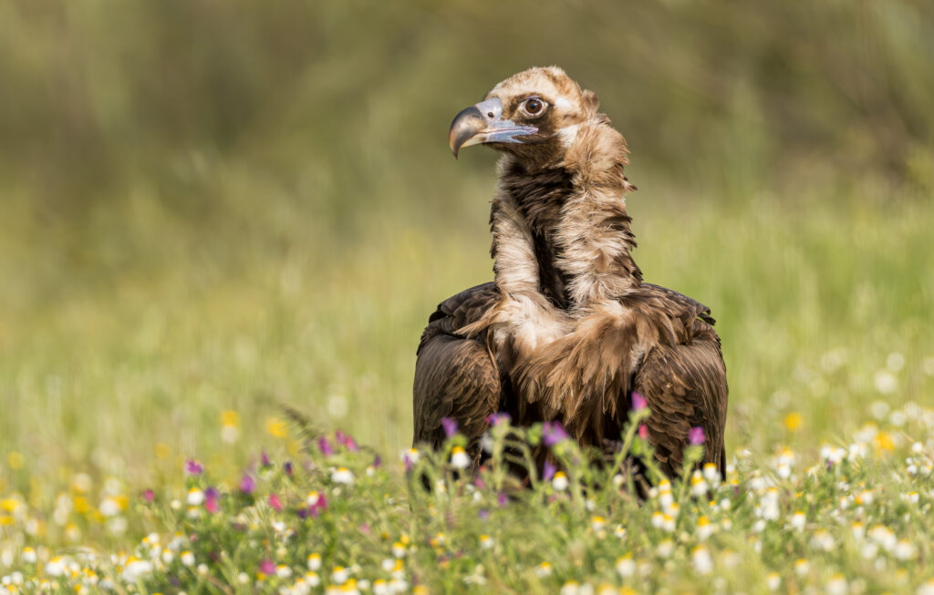 Munkrgrib. Hide La Cañada, Monfragüe  forår 2025
