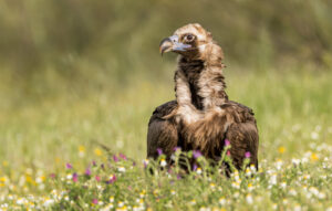 Munkrgrib. Hide La Cañada, Monfragüe  forår 2025