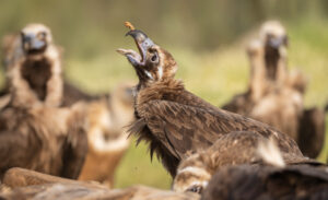 Munkrgrib. Hide La Cañada, Monfragüe  forår 2025