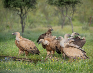 Gåsegrib. Hide La Cañada forår 2025