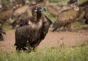 Munkrgrib. Hide La Cañada, Monfragüe  forår 2025