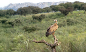 Gåsegrib. Hide La Cañada forår 2025