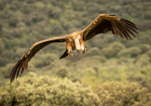 Gåsegrib. Hide La Cañada forår 2025