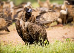 Munkrgrib. Hide La Cañada, Monfragüe  forår 2025