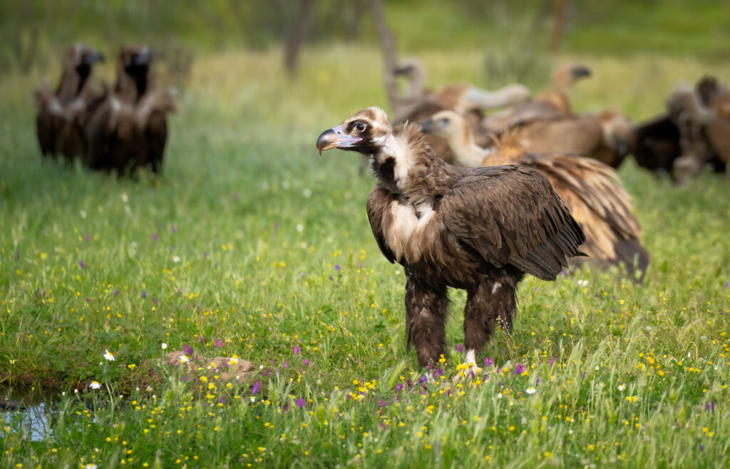 Munkrgrib. Hide La Cañada, Monfragüe  forår 2025