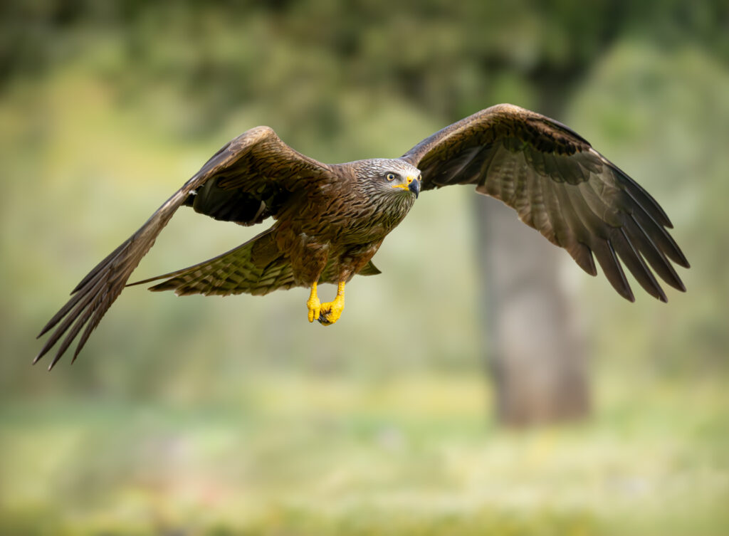 Sort Glente. Hide La Cañada, Monfragüe  forår 2025