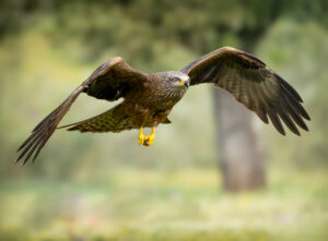 Sort Glente. Hide La Cañada, Monfragüe  forår 2025
