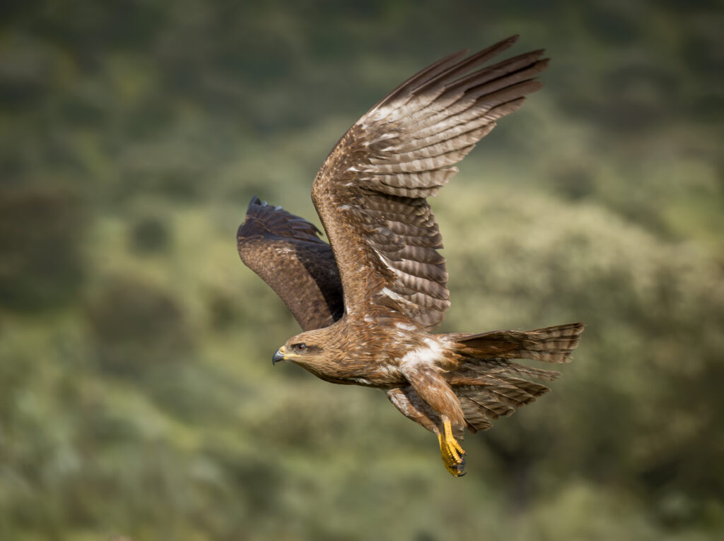 Sort Glente. Hide La Cañada, Monfragüe  forår 2025