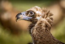 Munkrgrib. Hide La Cañada, Monfragüe  forår 2025