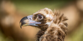 Munkrgrib. Hide La Cañada, Monfragüe  forår 2025