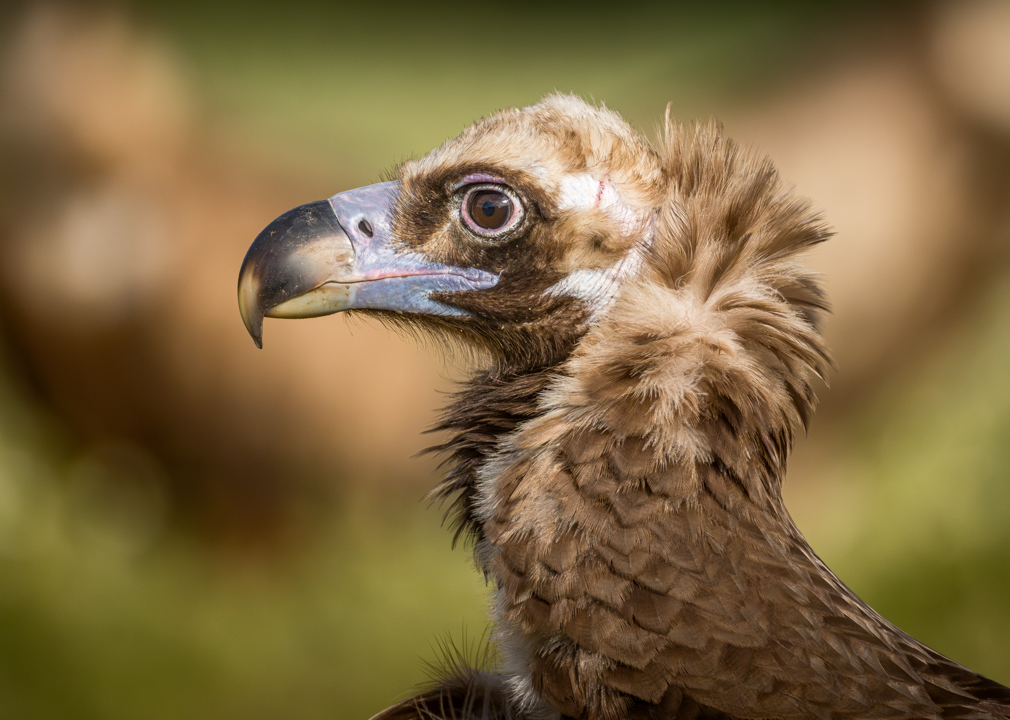 Munkrgrib. Hide La Cañada, Monfragüe  forår 2025